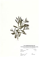 藏品(白千層)的圖片